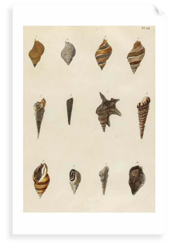 Shell specimens by Emanuel Mendes da Costa