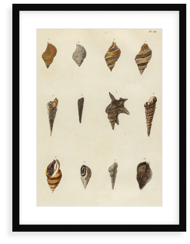 Shell specimens by Emanuel Mendes da Costa