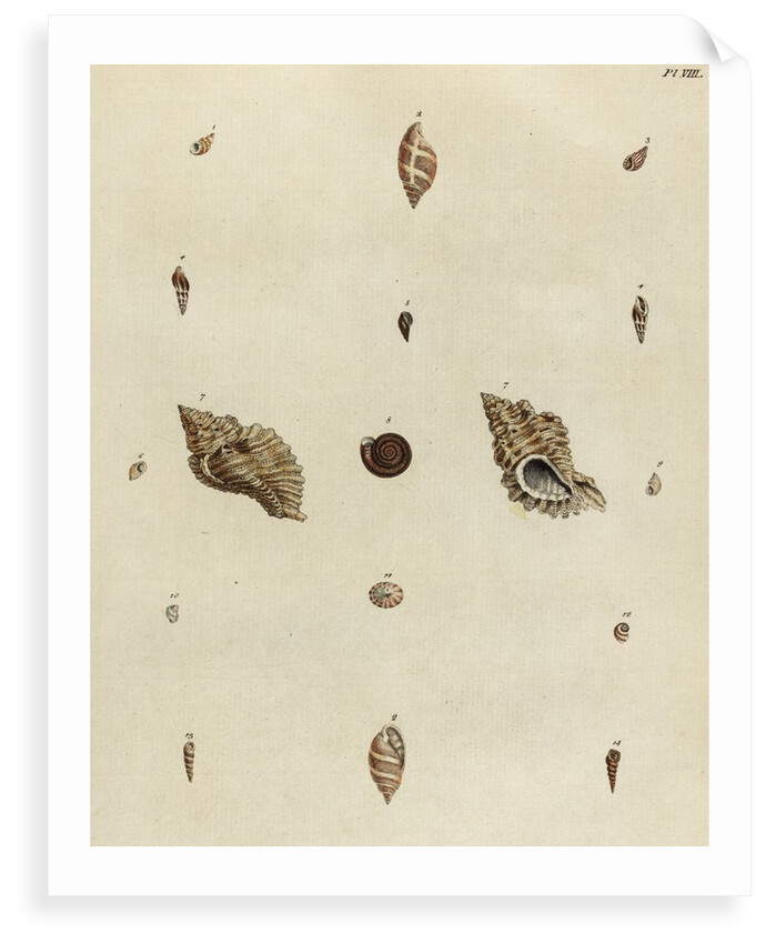 Shell specimens by Emanuel Mendes da Costa