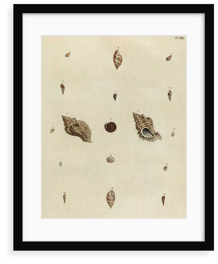 Shell specimens by Emanuel Mendes da Costa