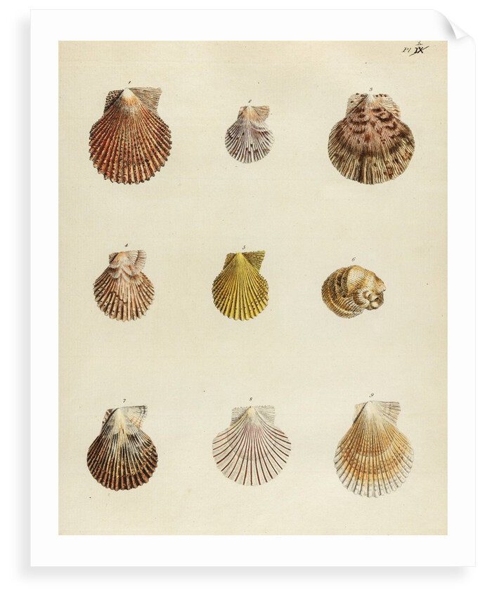 Shell specimens by Emanuel Mendes da Costa