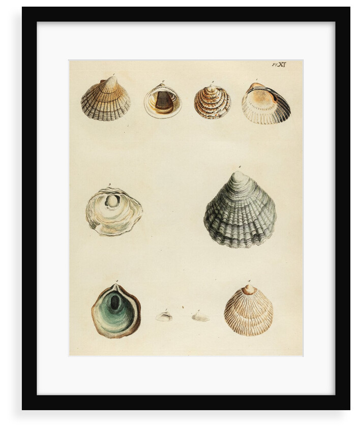 Shell specimens by Emanuel Mendes da Costa