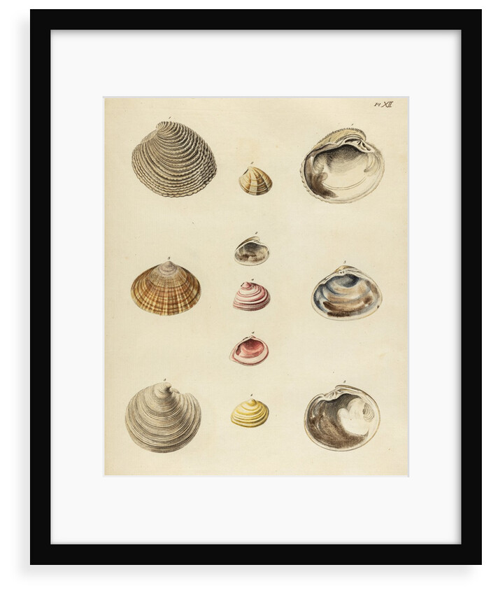 Shell specimens by Emanuel Mendes da Costa