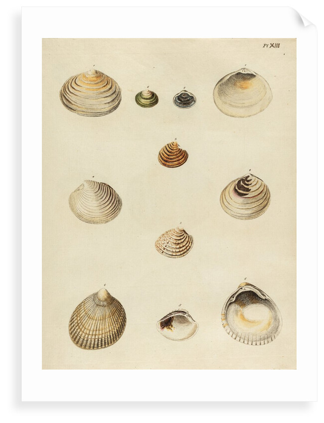 Shell specimens by Emanuel Mendes da Costa