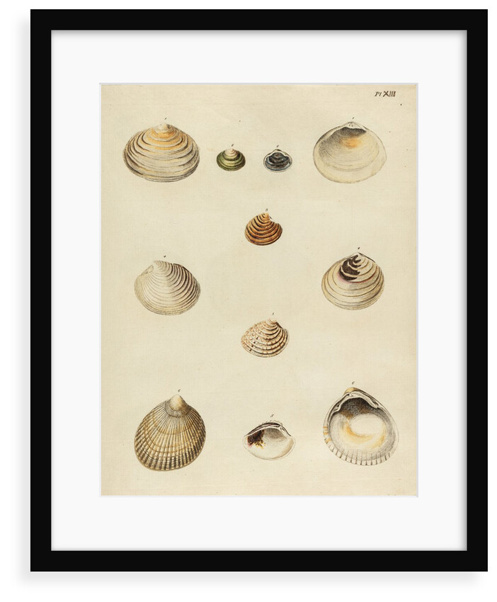 Shell specimens by Emanuel Mendes da Costa