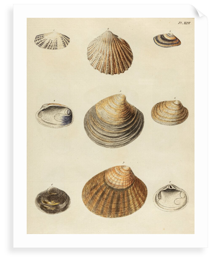 Shell specimens by Emanuel Mendes da Costa