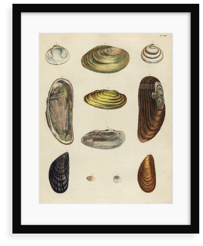 Shell specimens by Emanuel Mendes da Costa