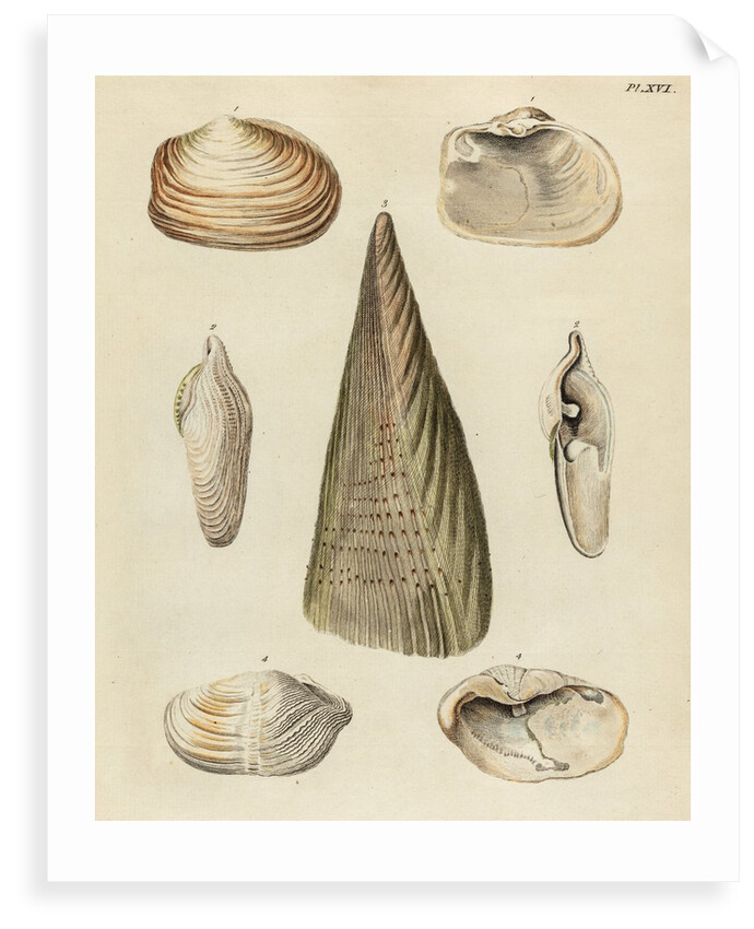 Shell specimens by Emanuel Mendes da Costa