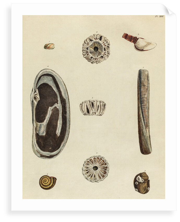Shell specimens by Emanuel Mendes da Costa