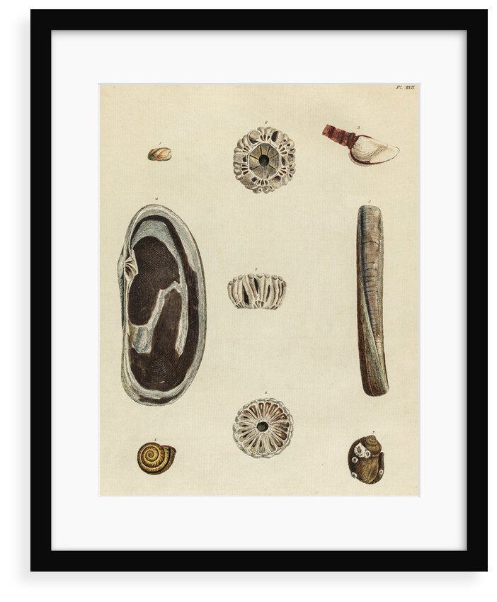 Shell specimens by Emanuel Mendes da Costa