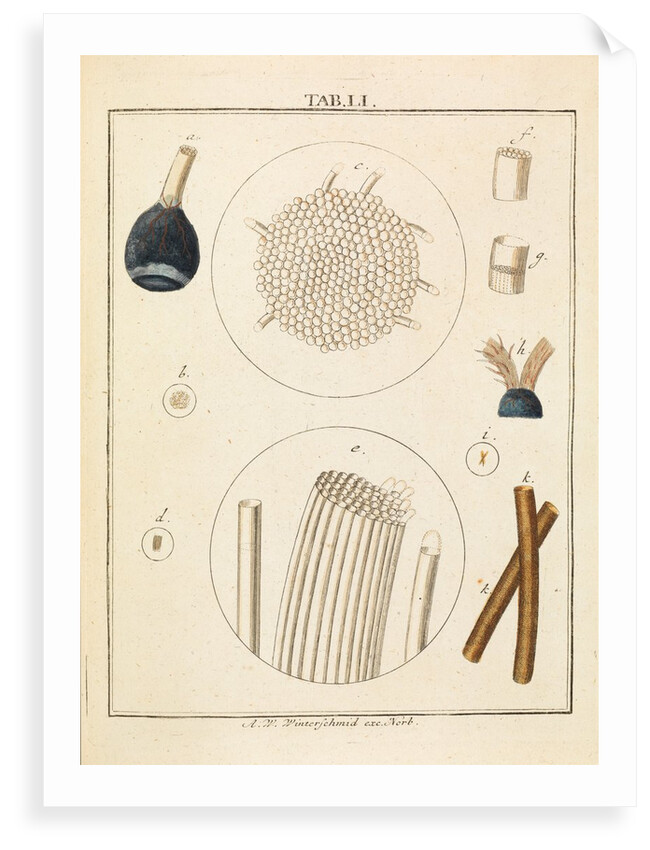 Calf optic nerve by Adam Wolfgang Winterschmidt