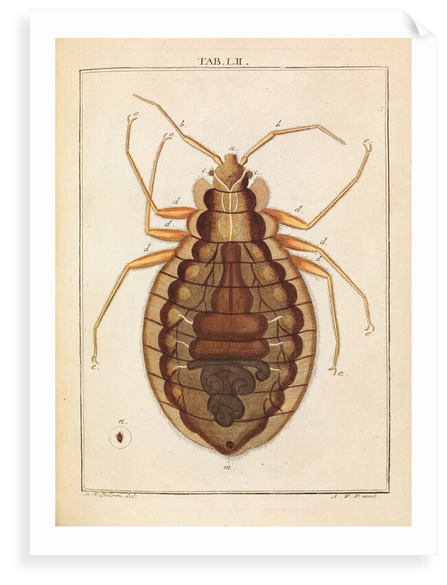 Bedbug by Adam Wolfgang Winterschmidt