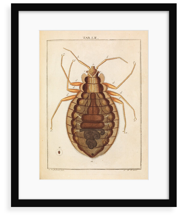 Bedbug by Adam Wolfgang Winterschmidt