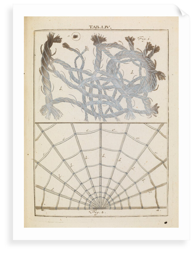 Brabant lace and spider silk by Adam Wolfgang Winterschmidt