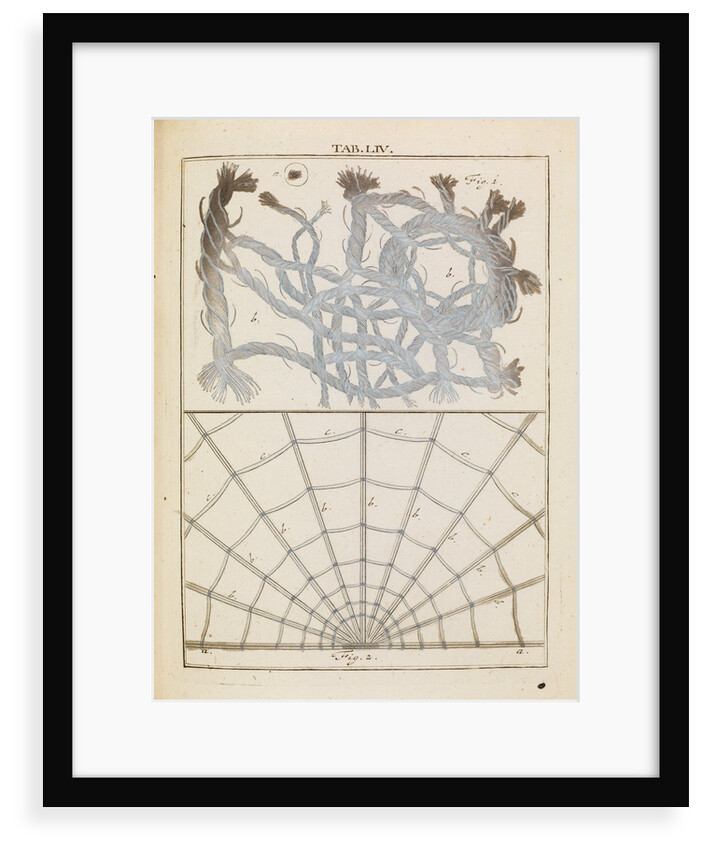 Brabant lace and spider silk by Adam Wolfgang Winterschmidt