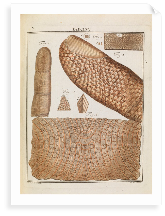 Human skin by Adam Wolfgang Winterschmidt