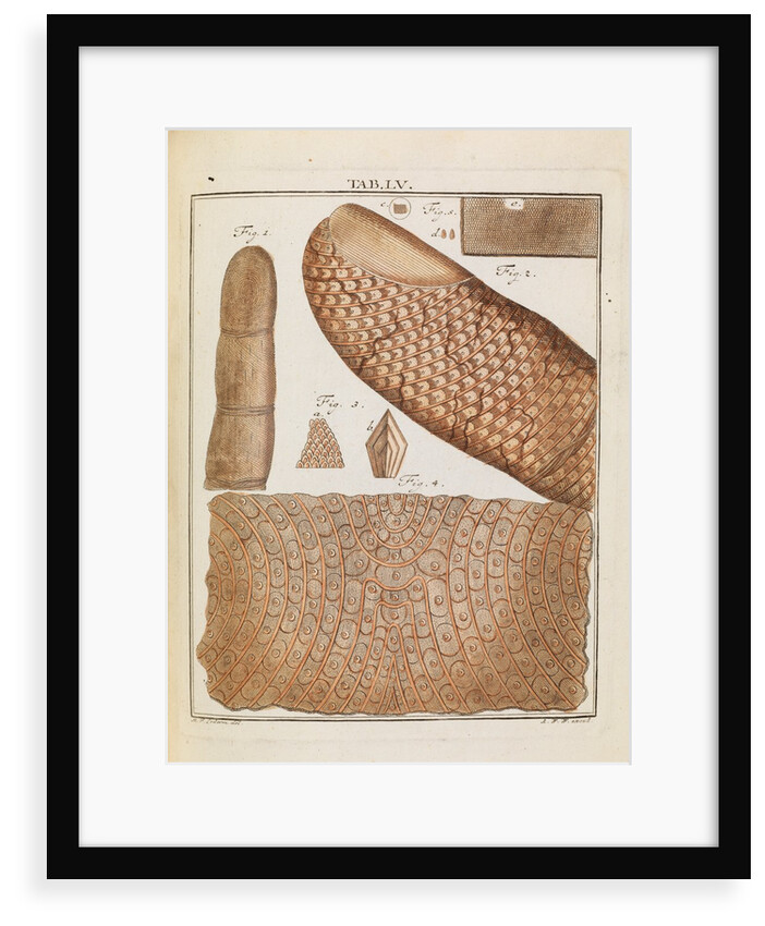 Human skin by Adam Wolfgang Winterschmidt