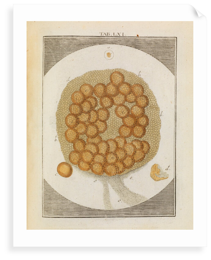 Carp ovary by Adam Wolfgang Winterschmidt