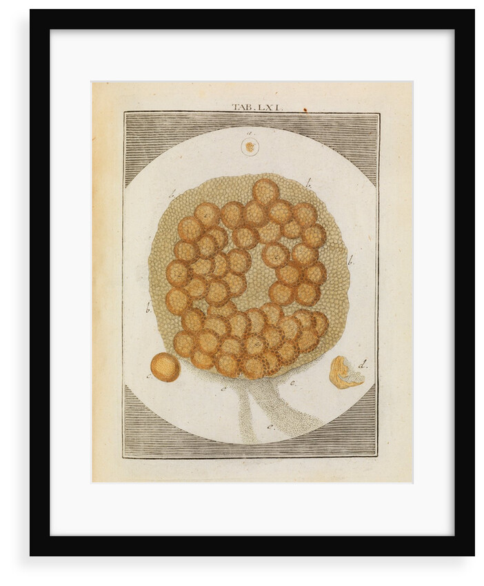 Carp ovary by Adam Wolfgang Winterschmidt