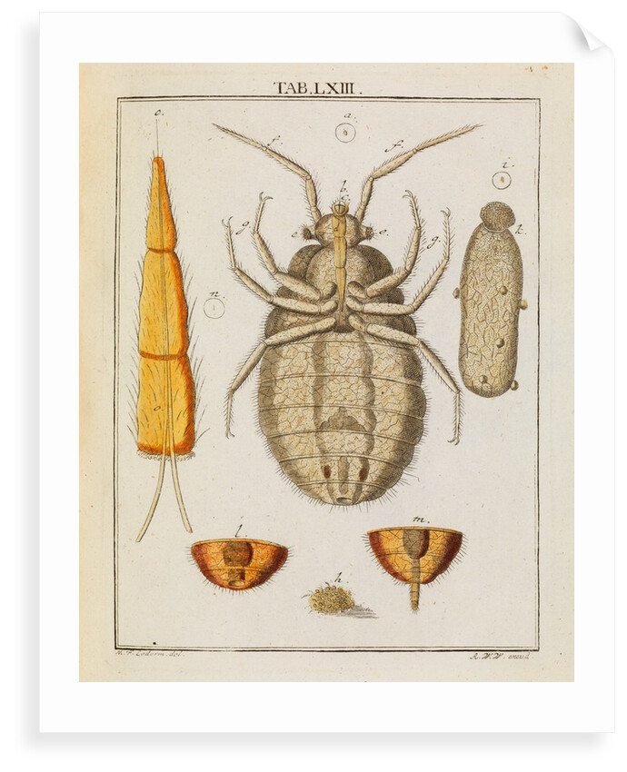 Bedbug by Adam Wolfgang Winterschmidt