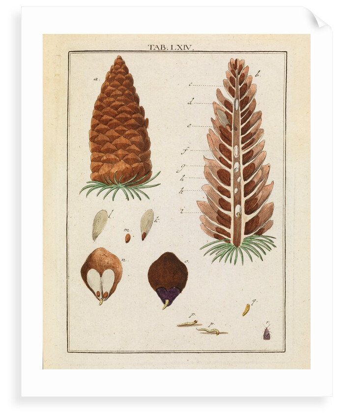 Red fir tree cone and moth by Adam Wolfgang Winterschmidt