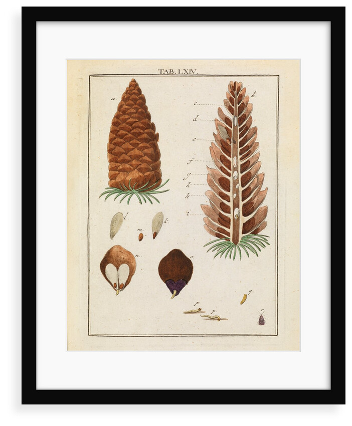 Red fir tree cone and moth by Adam Wolfgang Winterschmidt