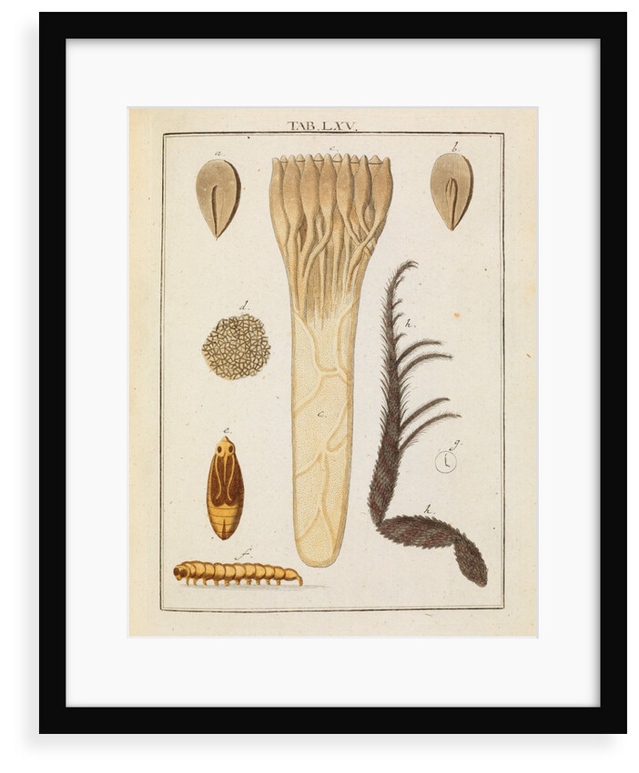 Red fir tree seed and moth by Adam Wolfgang Winterschmidt