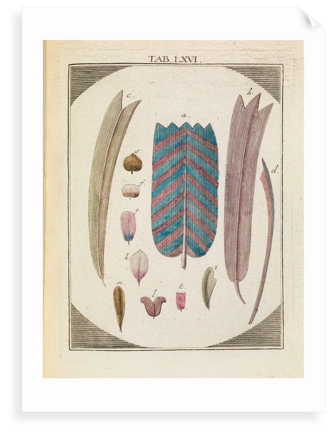 Moth wing scales by Adam Wolfgang Winterschmidt