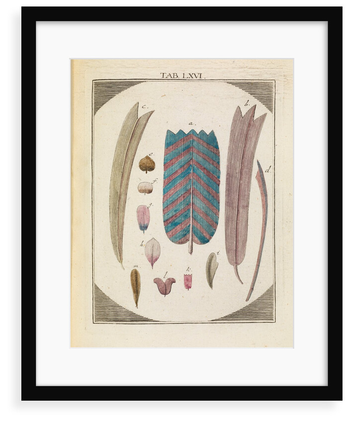 Moth wing scales by Adam Wolfgang Winterschmidt