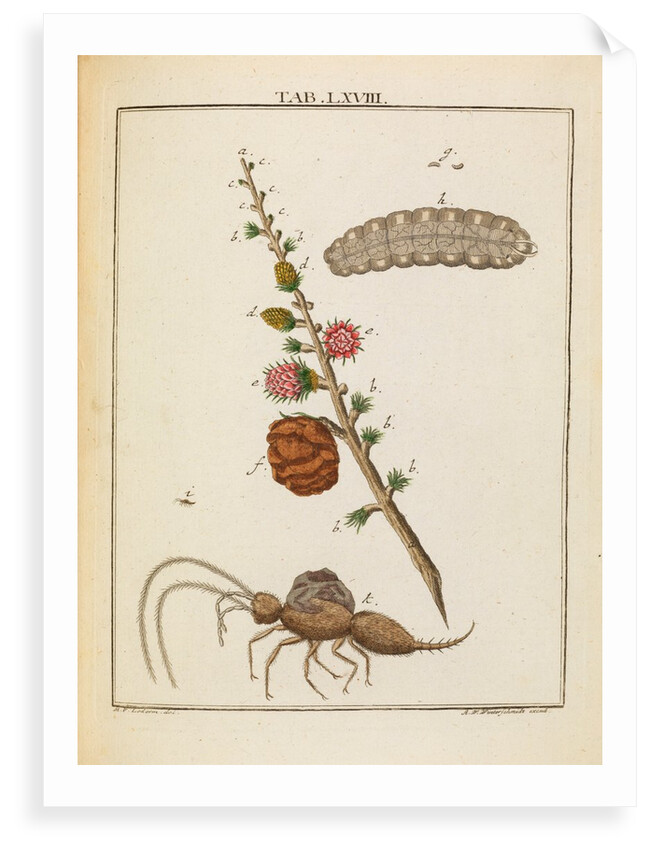 Insect and larch sprig by Adam Wolfgang Winterschmidt