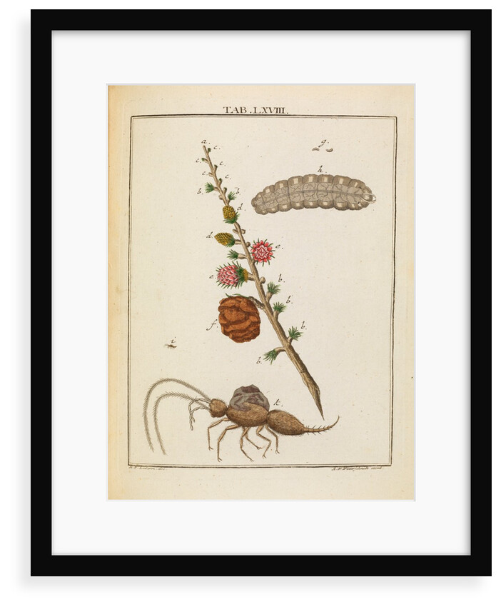 Insect and larch sprig by Adam Wolfgang Winterschmidt