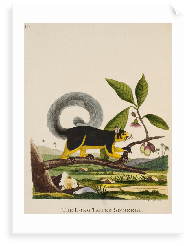 ‘The long tailed squirrel’ by Peter Mazell
