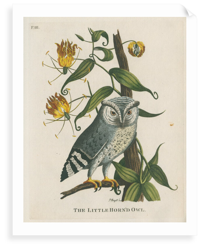 ‘The little horn’d owl’ by Peter Mazell