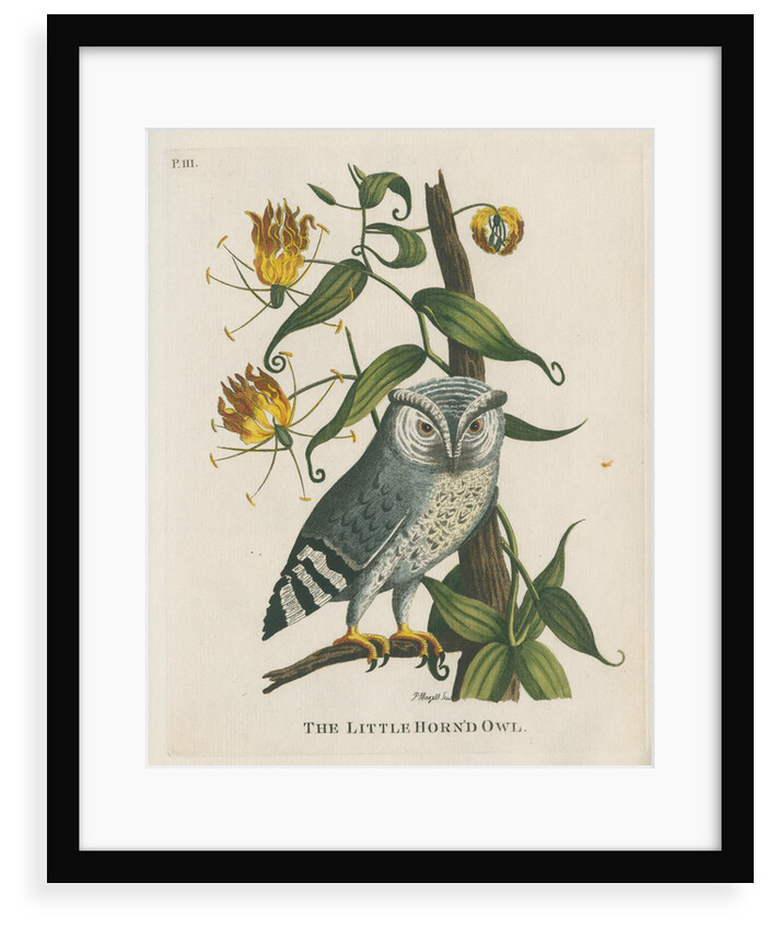 ‘The little horn’d owl’ by Peter Mazell