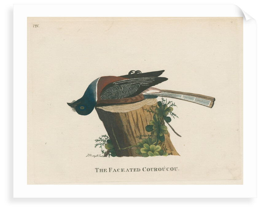 ‘The faceated couroucou’ by Peter Mazell