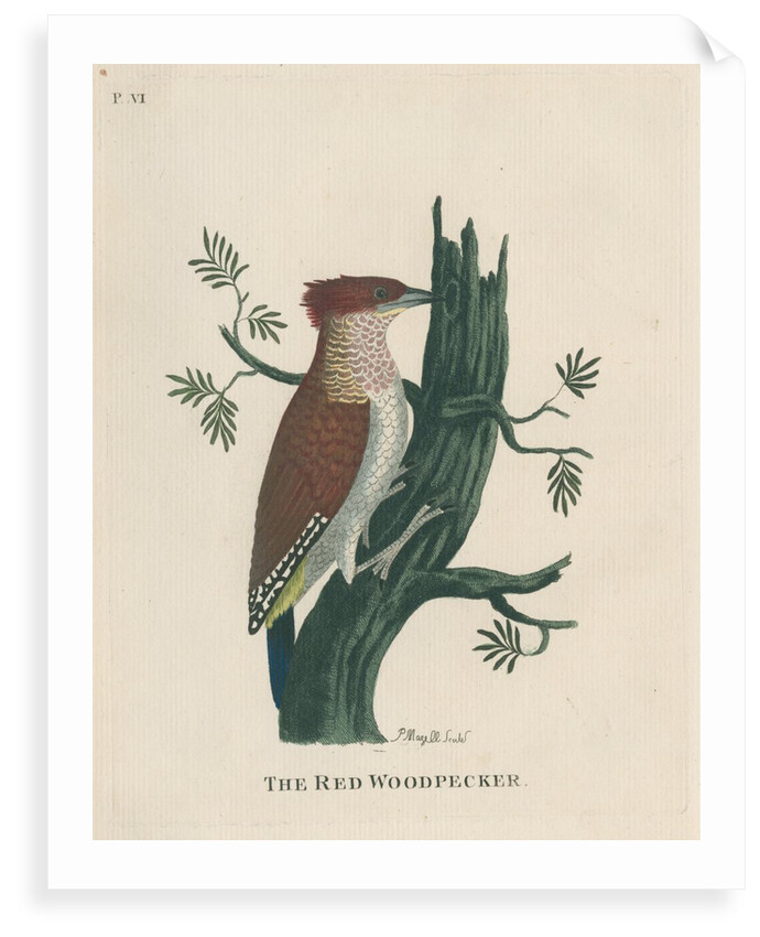 ‘The red woodpecker’ by Peter Mazell