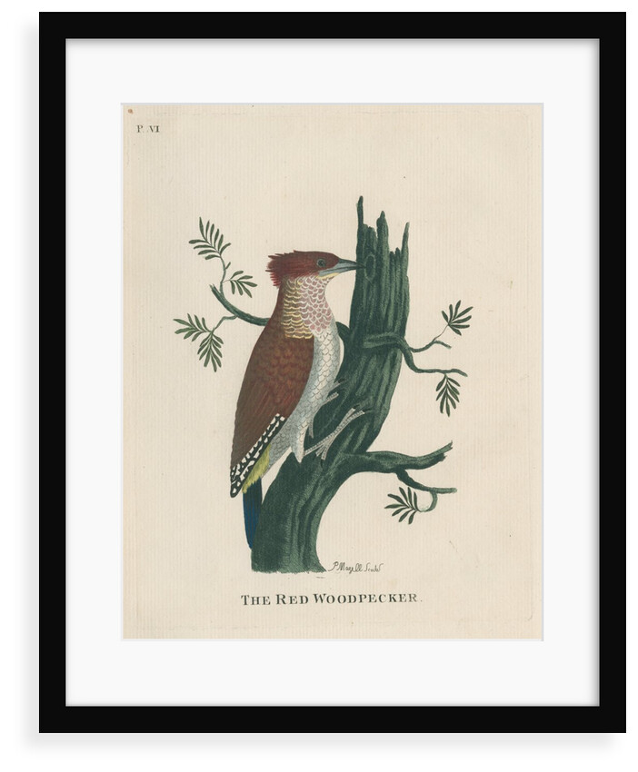 ‘The red woodpecker’ by Peter Mazell