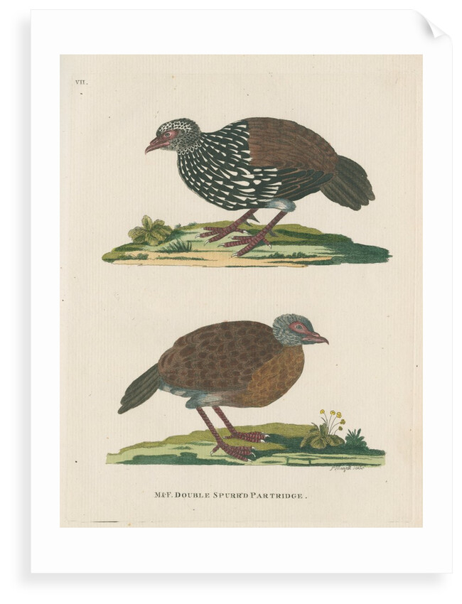 ‘Double spurr’d partridge’ by Peter Mazell