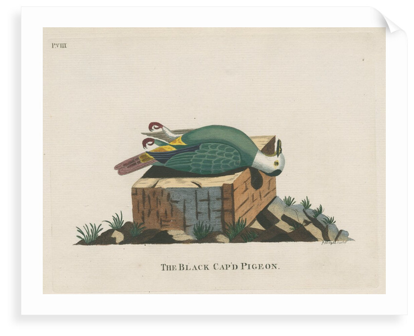 ‘The black cap’d pigeon’ by Peter Mazell