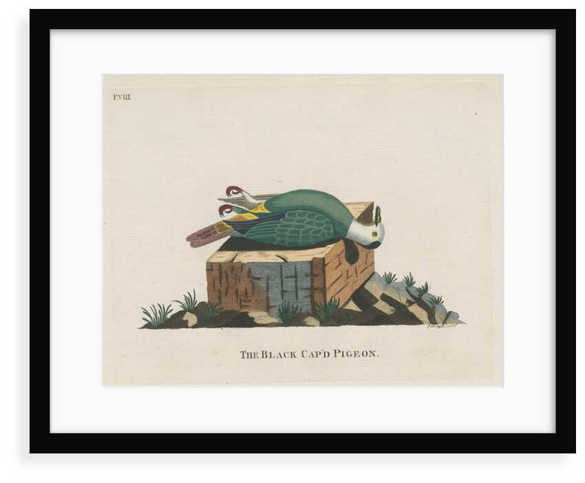 ‘The black cap’d pigeon’ by Peter Mazell