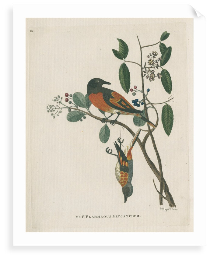 ‘Flammeous flycatcher’ by Peter Mazell