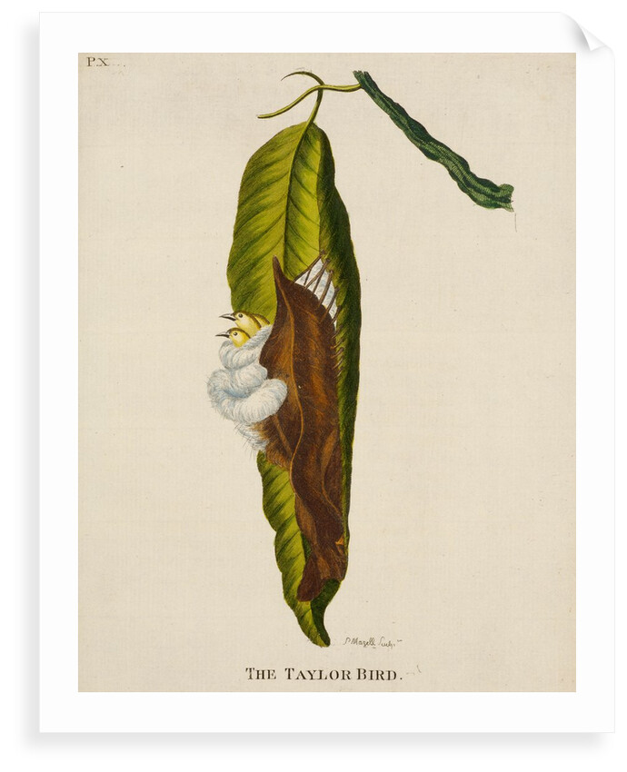 ‘The Taylor bird’ by Peter Mazell