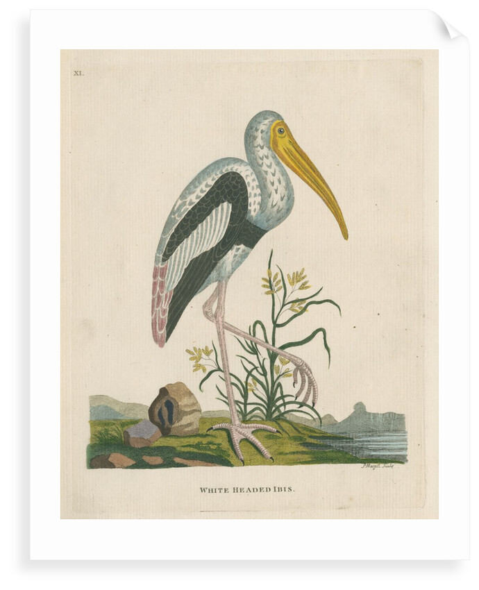 'White headed ibis' by Peter Mazell