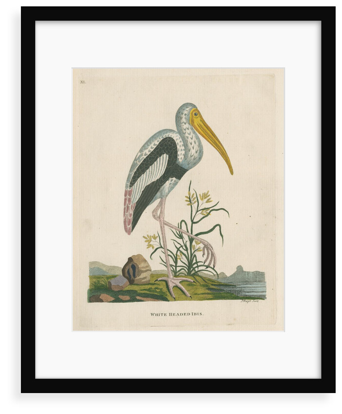 'White headed ibis' by Peter Mazell