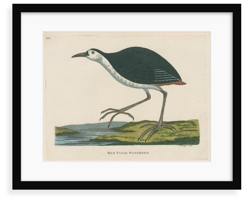 'Red tail'd waterhen' by Peter Mazell
