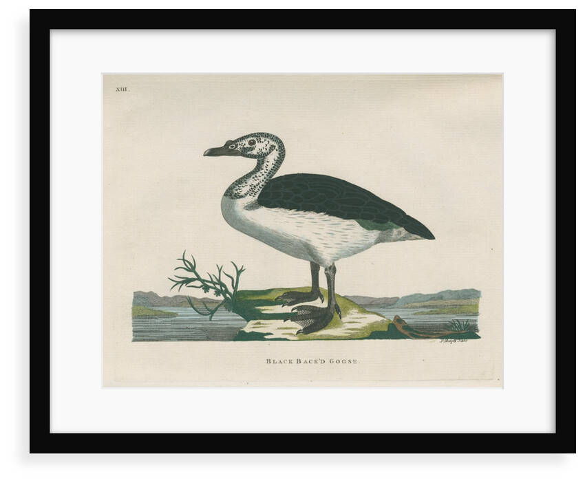 'Black back'd goose' by Peter Mazell
