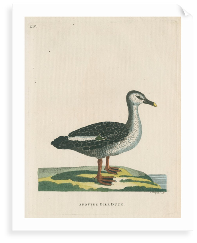 'Spotted bill duck' by Peter Mazell