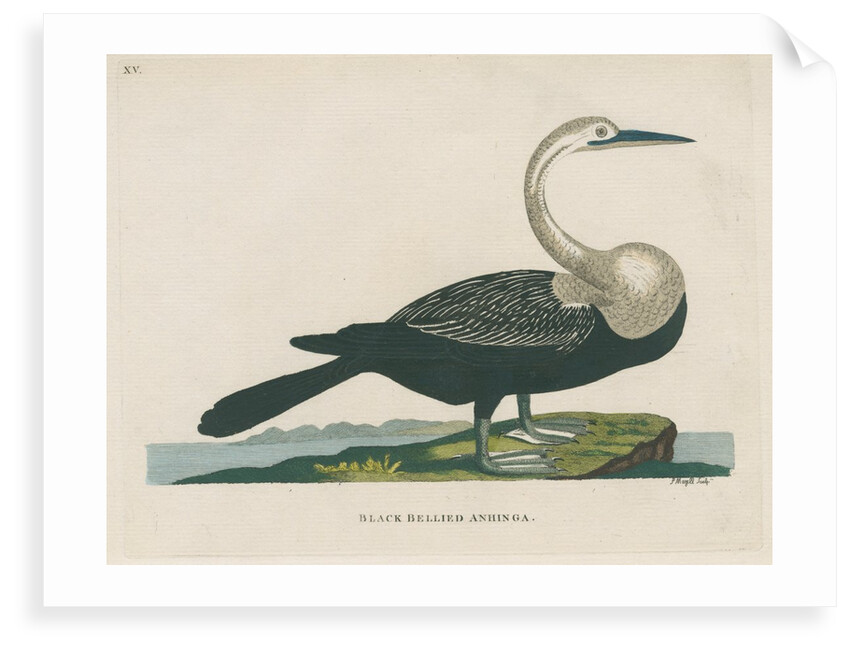 'Black bellied anhinga' by Peter Mazell