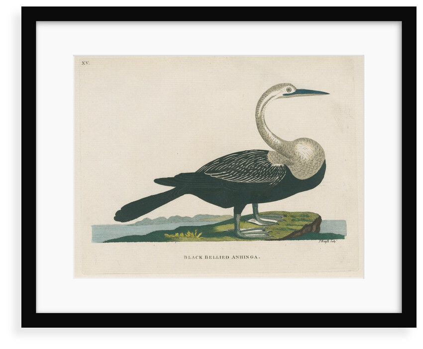 'Black bellied anhinga' by Peter Mazell