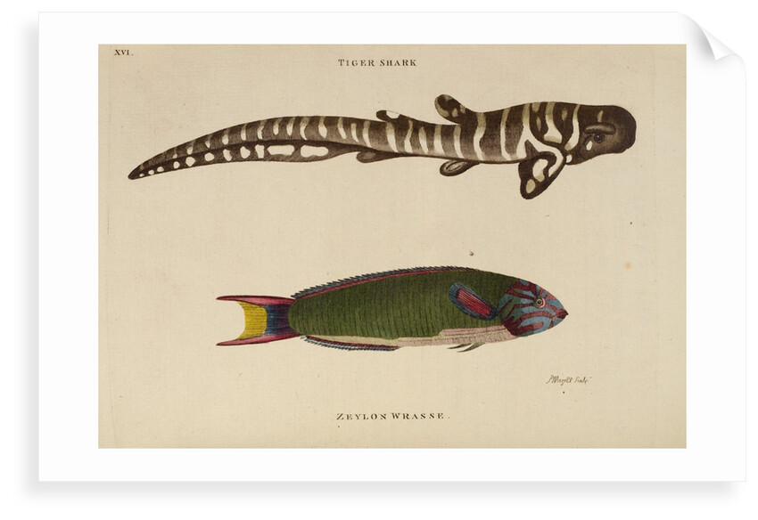 ‘Tiger Shark’ and ‘Zeylon Wrasse’ by Peter Mazell